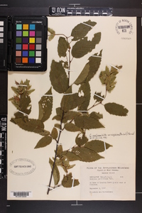 Carpinus caroliniana subsp. virginiana image