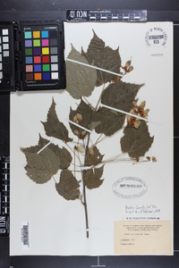 Acer spicatum image