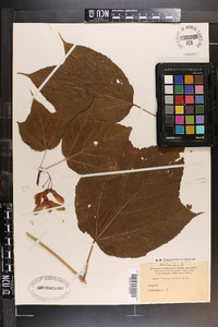 Acer pensylvanicum image