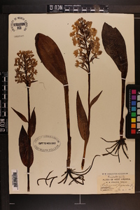 Platanthera psycodes image