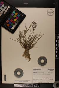 Eragrostis pilosa image