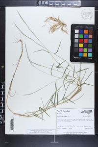 Muhlenbergia sylvatica image