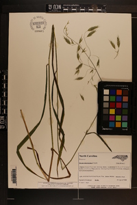 Bromus nottowayanus image