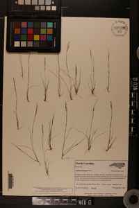 Aristida dichotoma image