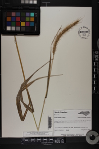 Elymus riparius image