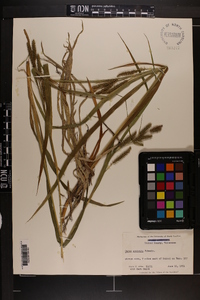 Carex scabrata image