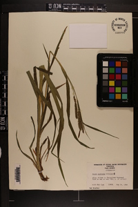 Carex scabrata image