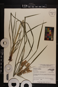 Cyperus esculentus var. leptostachyus image