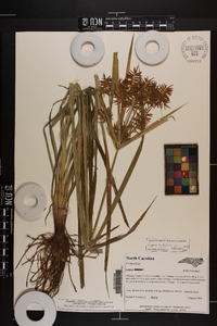 Cyperus esculentus var. leptostachyus image