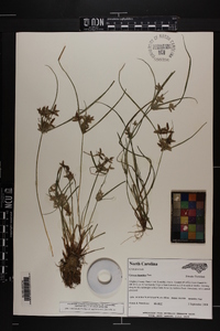 Cyperus bipartitus image