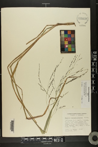 Panicum dichotomiflorum var. dichotomiflorum image