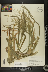 Panicum dichotomiflorum var. dichotomiflorum image