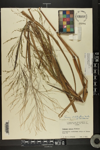 Panicum dichotomiflorum var. dichotomiflorum image