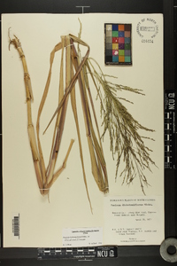 Panicum dichotomiflorum var. dichotomiflorum image