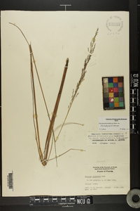 Panicum dichotomiflorum var. dichotomiflorum image