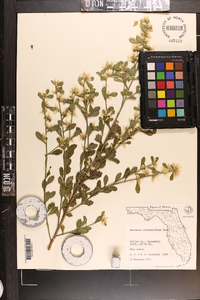 Baccharis glomeruliflora image