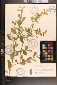 Baccharis glomeruliflora image