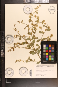 Baccharis glomeruliflora image