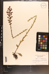 Trilisa paniculata image