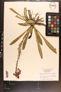 Trilisa paniculata image