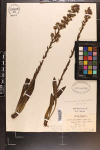 Trilisa paniculata image