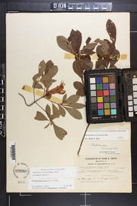 Azalea arborescens image