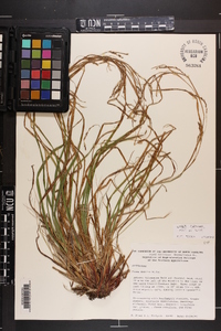 Carex flexuosa image