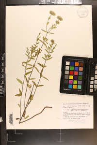 Pycnanthemum flexuosum image