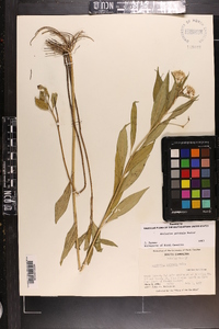 Asclepias perennis image