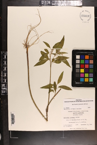 Asclepias perennis image