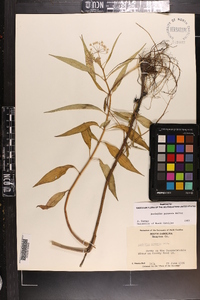 Asclepias perennis image