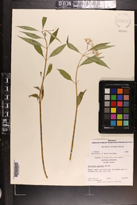 Asclepias perennis image