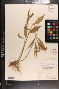 Asclepias perennis image