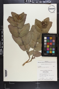 Asclepias humistrata image