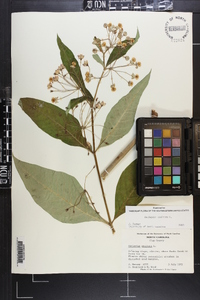 Asclepias exaltata image