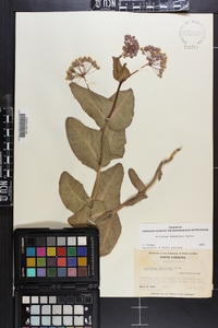 Asclepias humistrata image