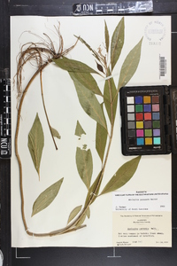 Asclepias perennis image