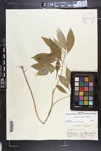 Asclepias perennis image