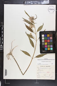 Asclepias perennis image