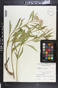 Asclepias perennis image