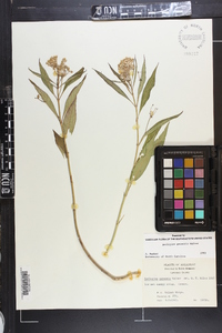 Asclepias perennis image