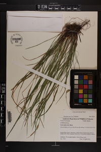 Carex planispicata image