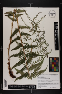 Dryopteris ludoviciana image