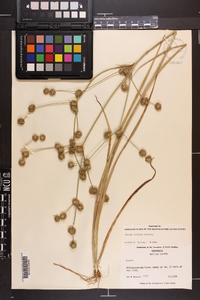 Juncus validus image