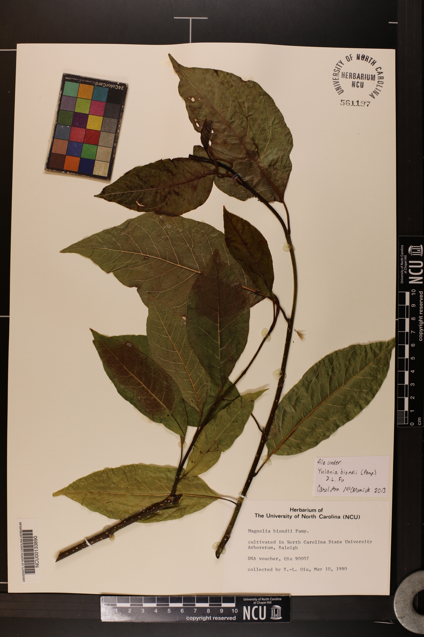 Magnolia biondii image