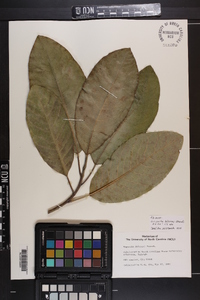 Magnolia delavayi image