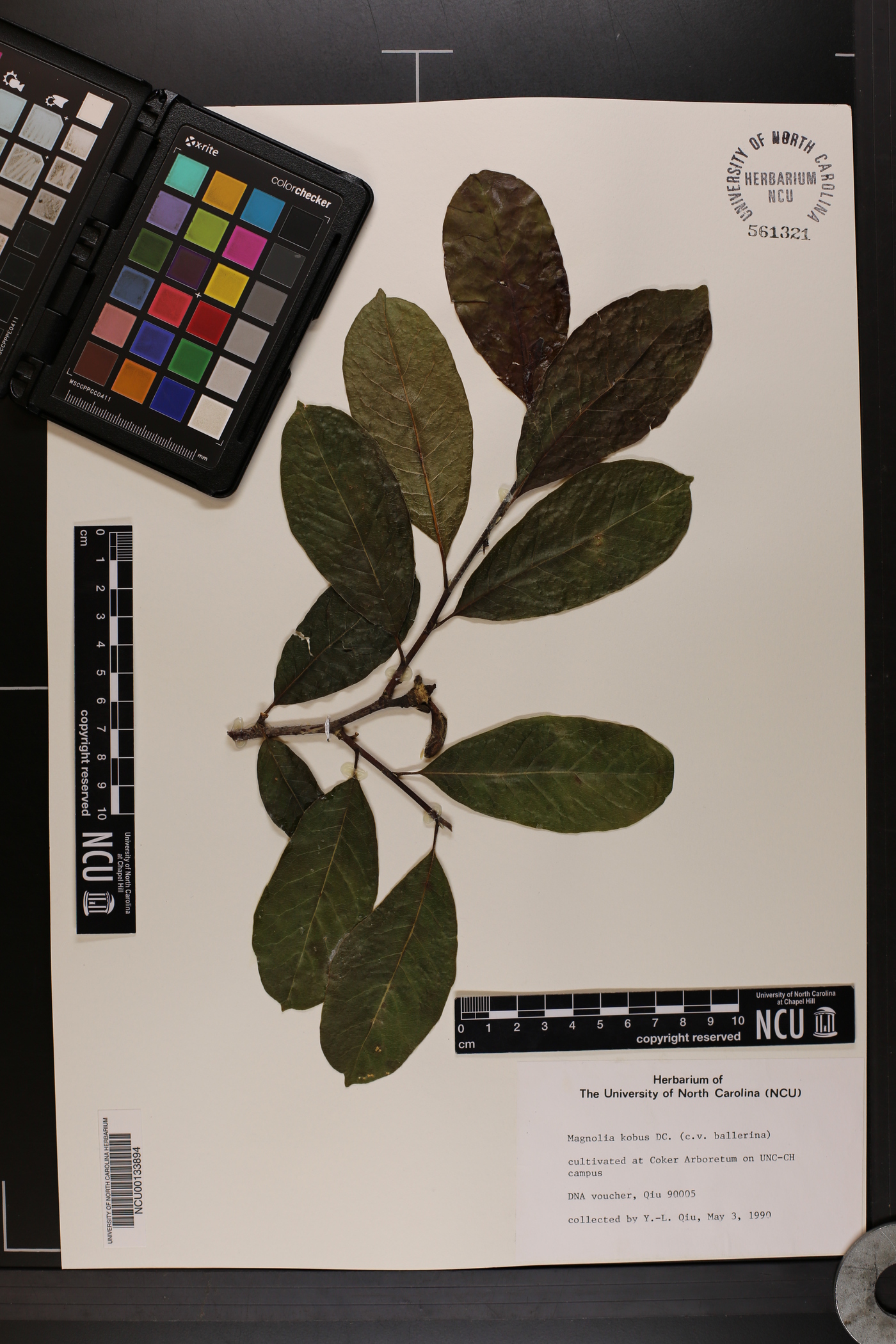 Magnolia kobus image