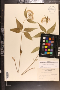 Asclepias quadrifolia image