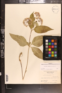 Asclepias quadrifolia image