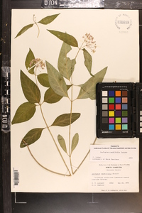 Asclepias quadrifolia image